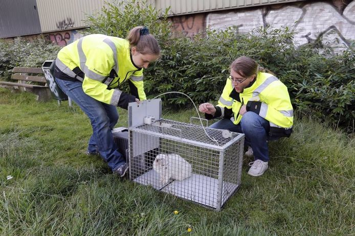 Stray Cats detection